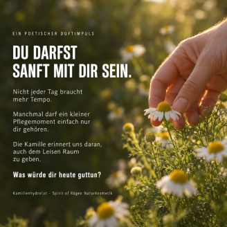 Sanfte Kamille im Abendlicht