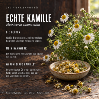 Echte Kamille im botanischen Porträt