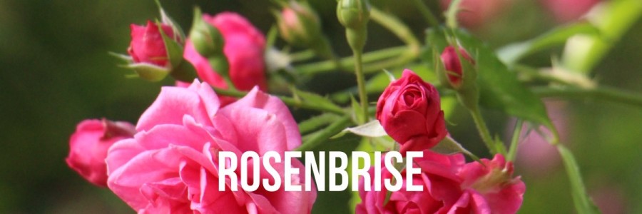 Rosenbrise